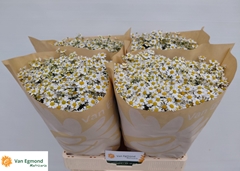 Tanacetum Parthenium Cameron 60cm