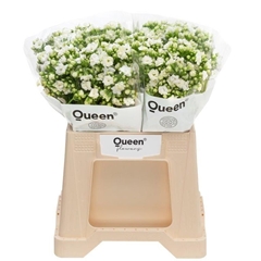 Kalanchoe Crystal White Meadow 40cm