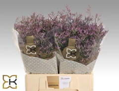 Limonium Safora Dark Blue 60cm 20gr.