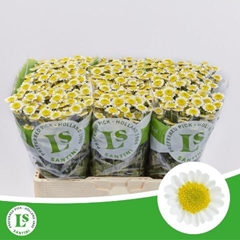 Chrysanth Santini Sun Up 55cm 44gr.