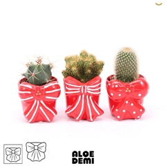 Cactus Mix 7Ø 11cm