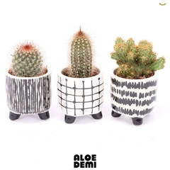 Cactus Mix 7Ø 11cm