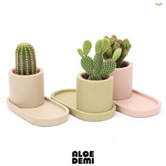 Cactus Mix 16Ø 12cm
