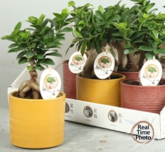 Ficus Microcarpa Ginseng 14Ø 35cm