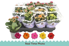 Kalanchoe Double Mix 9Ø 19cm