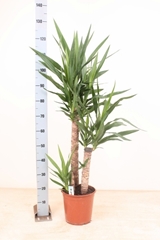 Yucca 24Ø 145cm