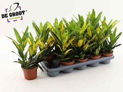 Codiaeum Small Leaf Sunny Star 12Ø 32cm