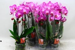 Phalaenopsis Cascade 12Ø 45cm 2st