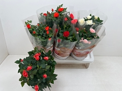Rosa Favourite Mix 5 Kinds 17Ø 40cm