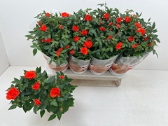 Rosa Favourite Orange 13Ø 37cm