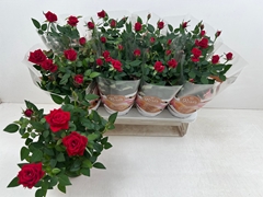 Rosa Favourite Red 13Ø 37cm