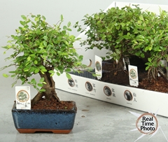 Bonsai Mix 15Ø 20cm