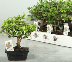 Bonsai Mix 12Ø 20cm