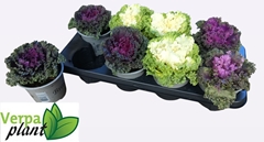 Brassica Oleracea 13Ø 20cm