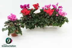 Cyclamen Midi Super Serie Merengue 10Ø 20cm
