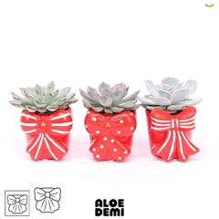 Echeveria Mix 7Ø 11cm