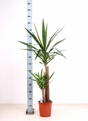 Yucca 21Ø 120cm