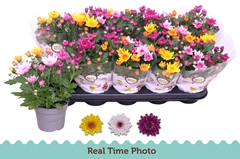 Chrysanth Mount Aubisque Mix 12Ø 25cm