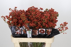 Rosa Autumn Rosefruits 80cm