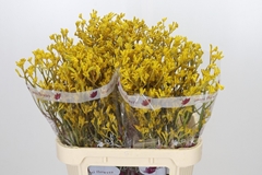 Anigozanthos Flavidus Imani Yellow 80cm