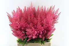 Astilbe Else Schluck 60cm