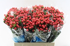 Hypericum Coco Tango 60cm