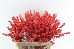 Ilex Verticillata 70cm