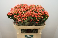 Hypericum Magical Royal Princess 70cm