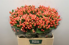 Hypericum Magical Royal Princess 60cm