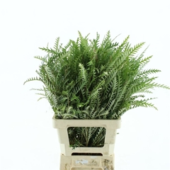 Grevillea Ivanhoe Bronze 70cm