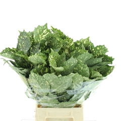 Aucuba Japonica Per Bunch 50cm 300gr.