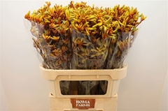 Anigozanthos Gold Fever 80cm