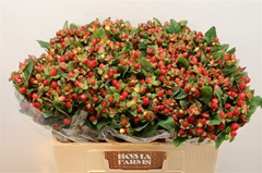 Hypericum Magical Triumph 50cm