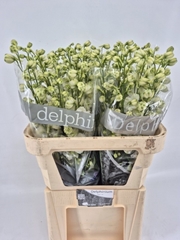 Delphinium Double Dewi Siberia 80cm