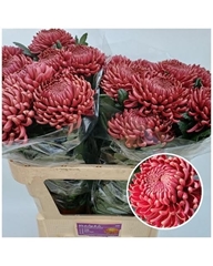 Chrysanth Single Bigoudi Red 80cm 125gr.