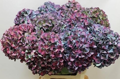 Hydrangea Pimpernel Aubergine Classic 60cm 17-19cm Hd