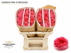 Rosa Pink X-pression 50cm