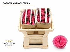 Rosa Garden Mariatheresia 50cm