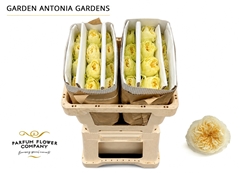 Rosa Garden Antonia 50cm