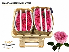Rosa David Austin Millicent 50cm