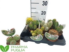 Cactus Mix 10Ø 12cm