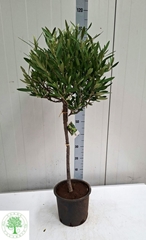 Olea Europaea 22Ø 105cm
