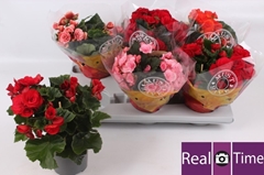 Begonia Double Mix 13Ø 28cm