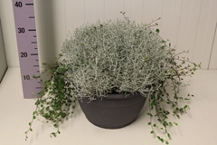 Leucophyta Brownii 30Ø 37cm