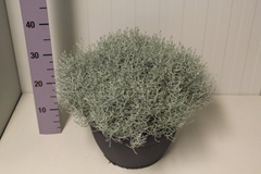 Leucophyta Brownii 30Ø 35cm