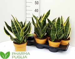 Sansevieria Futura Superba 15Ø 35cm