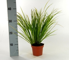 Acorus Ogon 12Ø 25cm