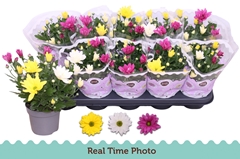 Chrysanth Mix 12Ø 25cm