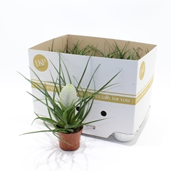 Tillandsia Cyanea Biancini 9Ø 25cm
