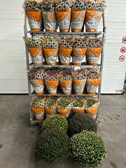 Chrysanth Mixed 19Ø 50cm
